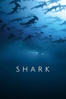 Sharks - Gefürchtete Räuber - Staffel 1